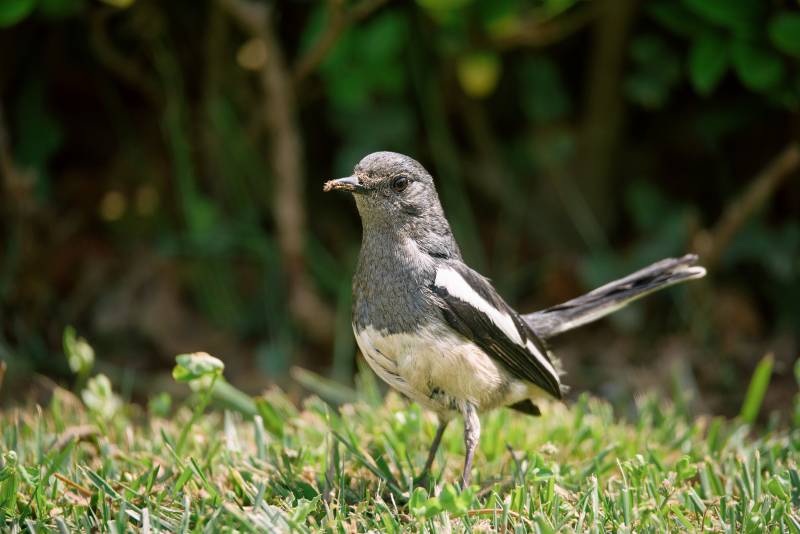 草地上的小鸟图片