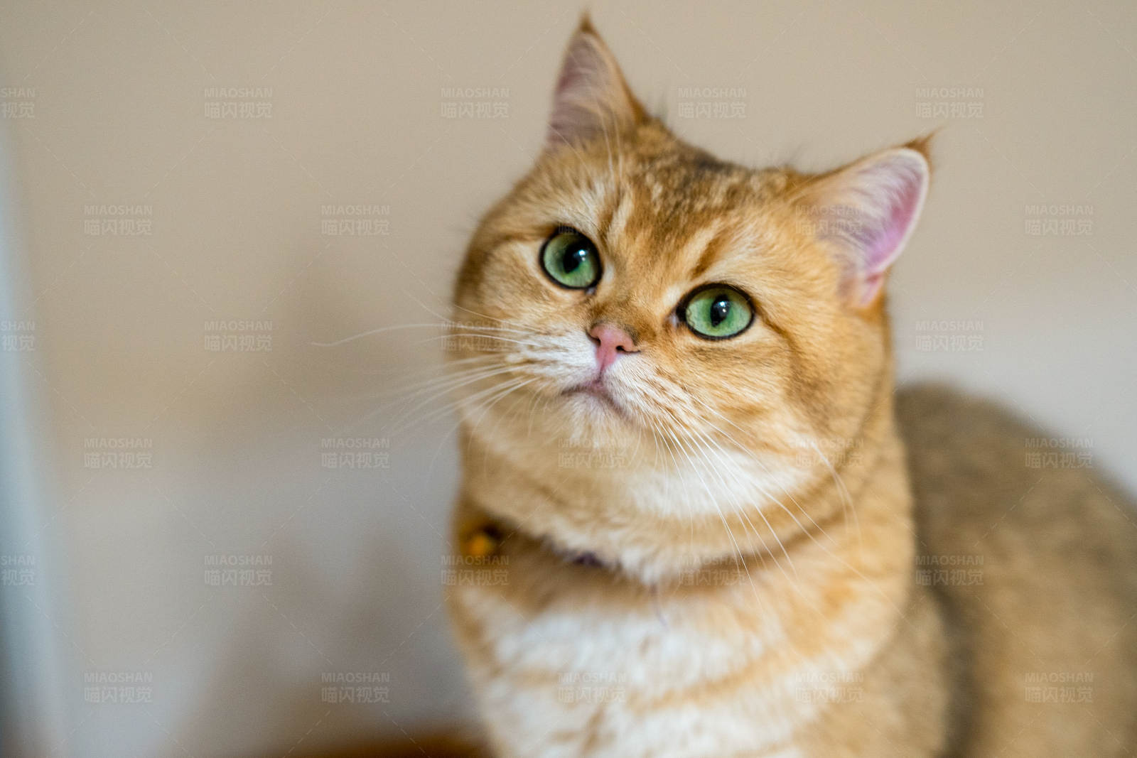 金色猫咪抬头望图片