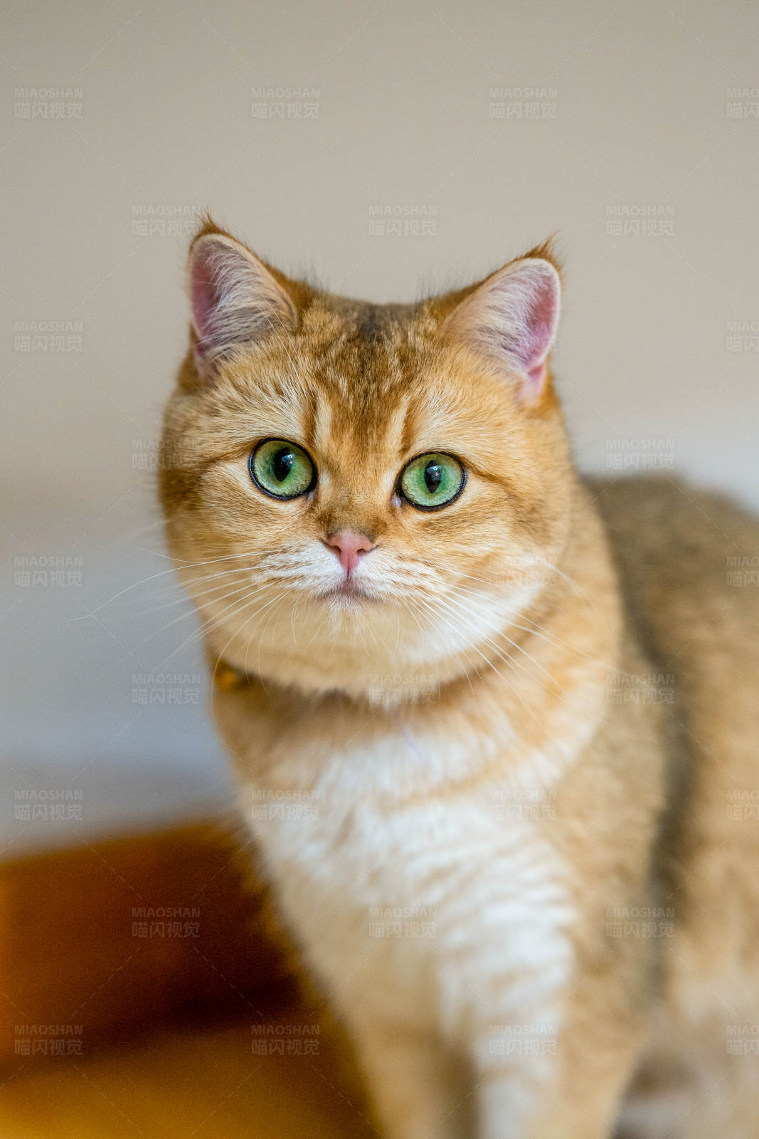 金色猫咪凝视图片