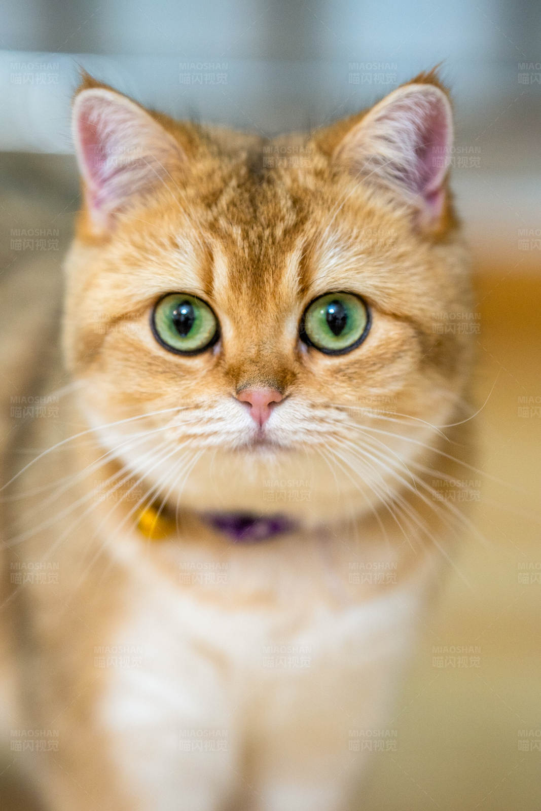 金色猫咪的凝视图片