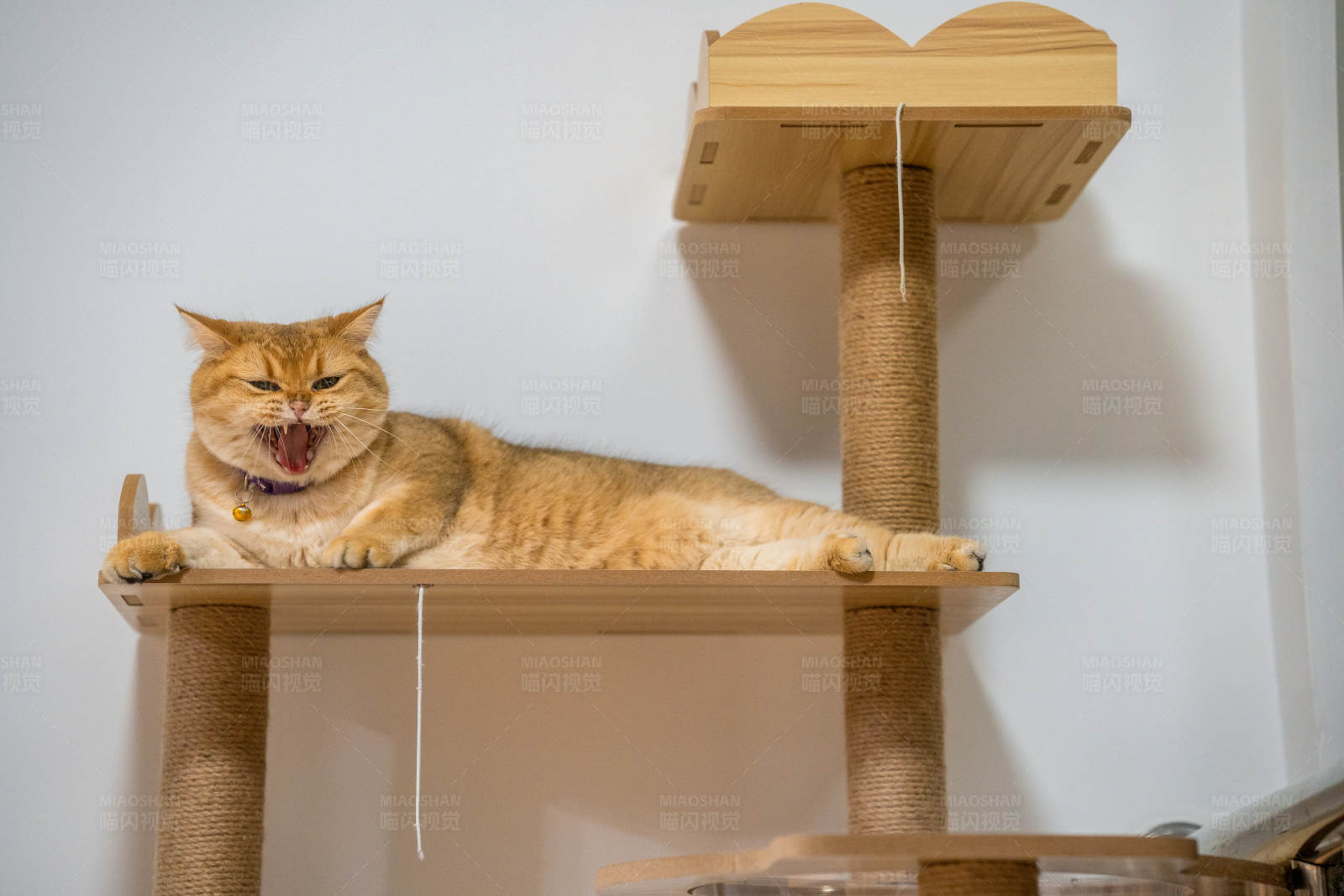 喵星人的休闲时光图片