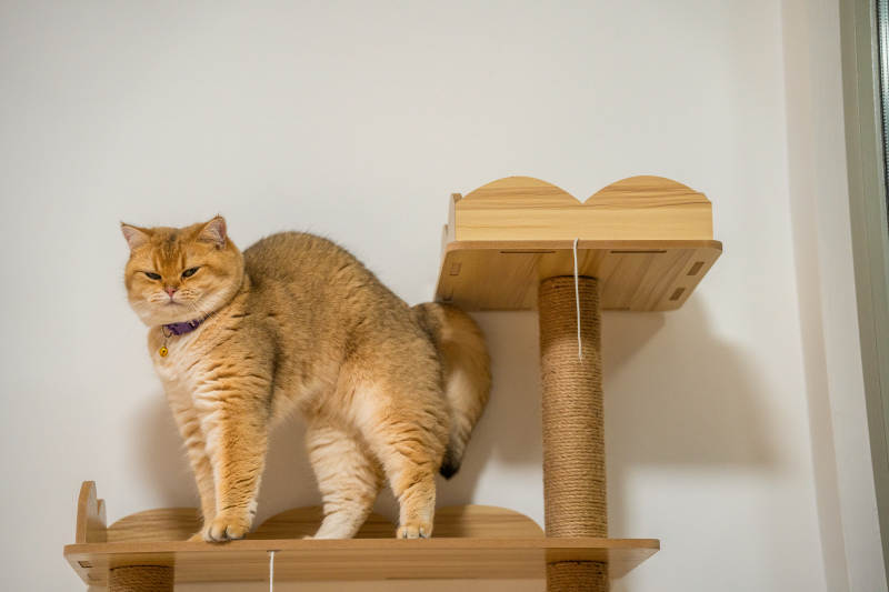 猫树上的橙色猫咪图片
