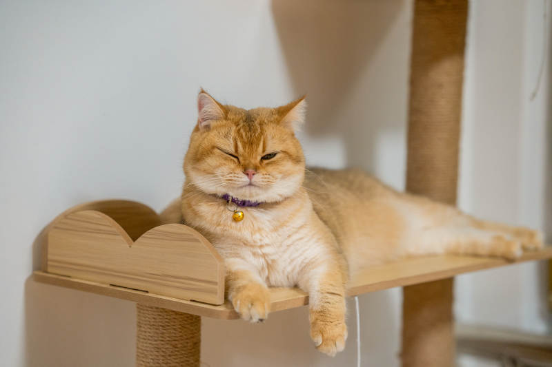 懒猫休息日图片