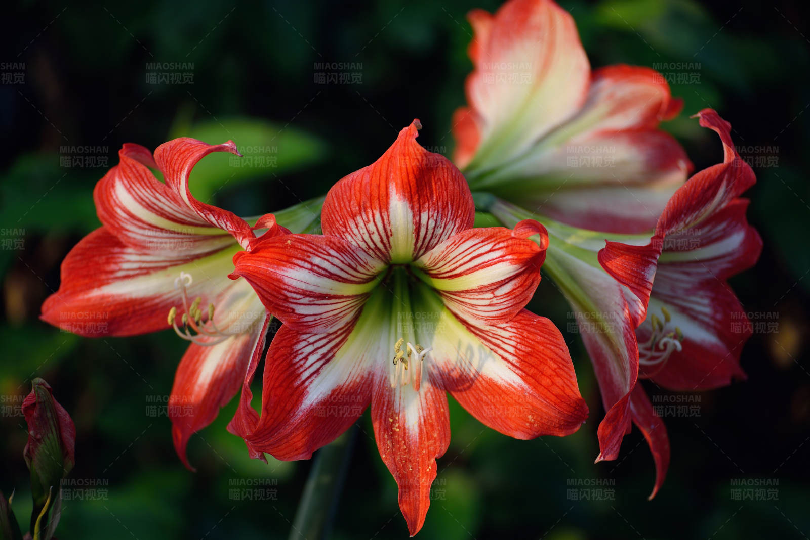 红色花朵绽放图片