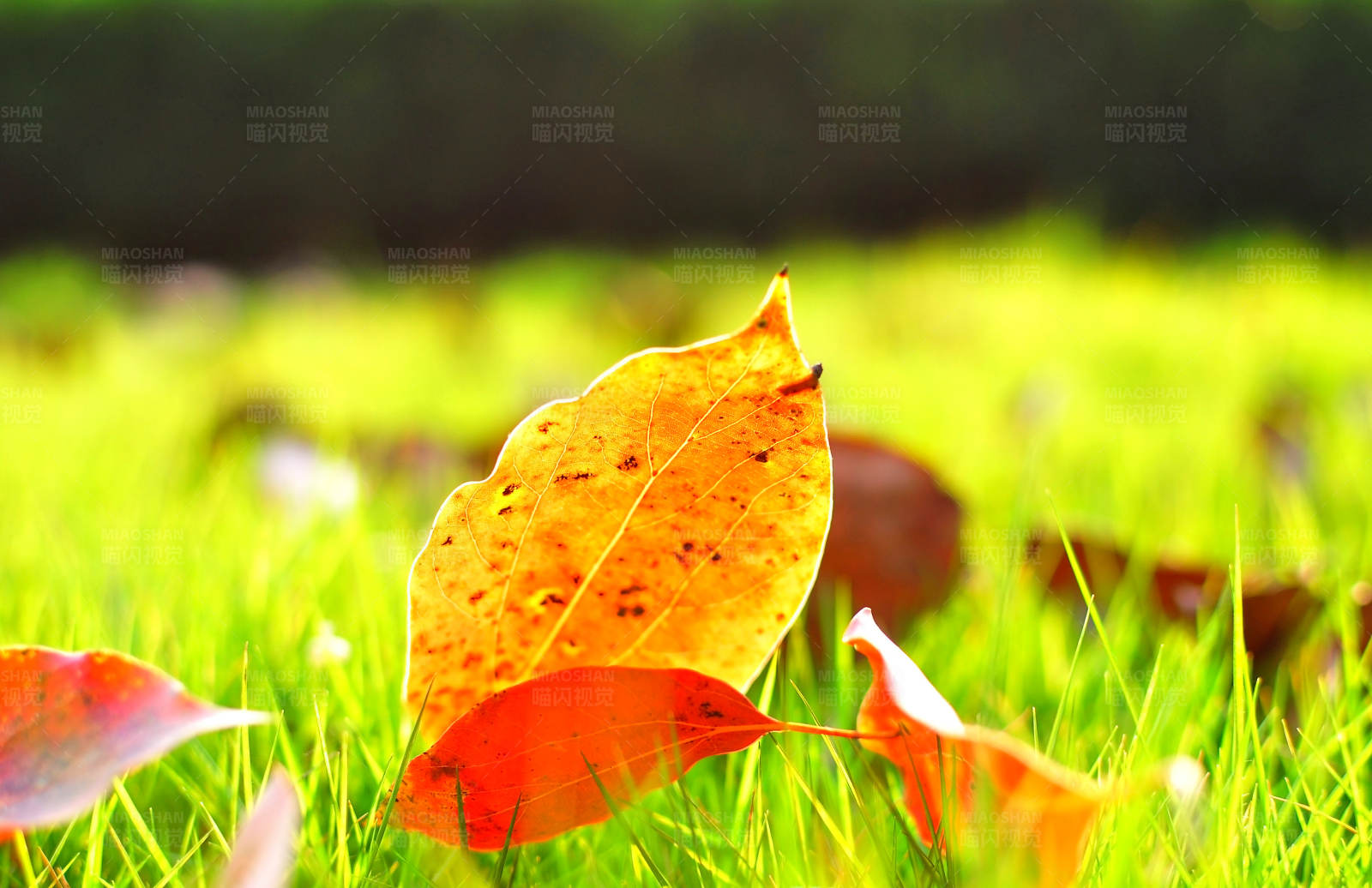 秋叶落在青草上图片