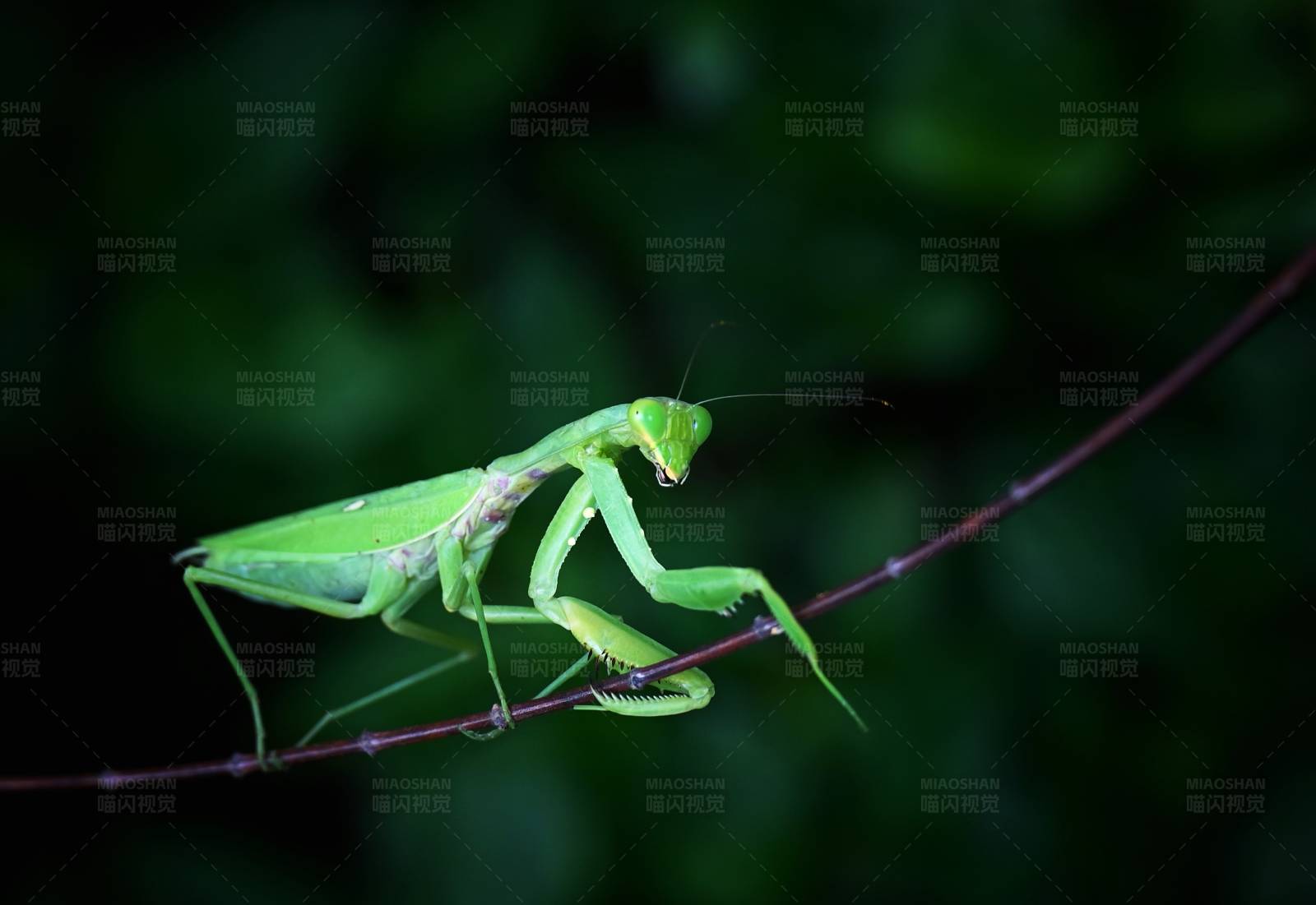 绿螳螂栖息细枝上图片
