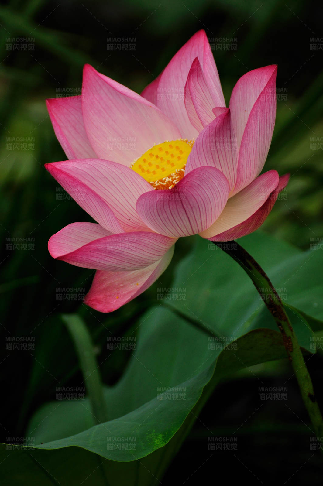 粉色莲花绽放图图片