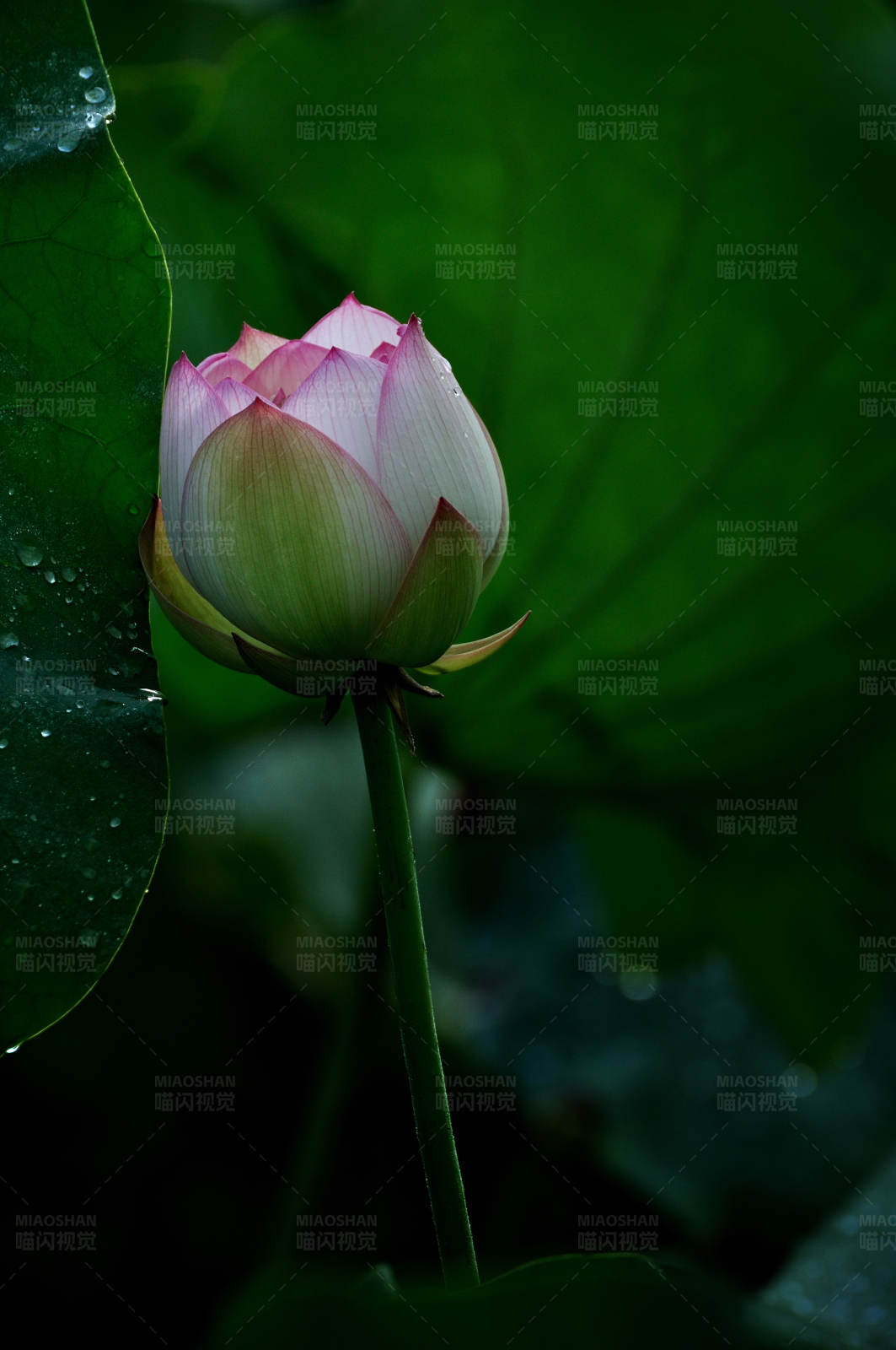 雨后荷花含苞待放图片