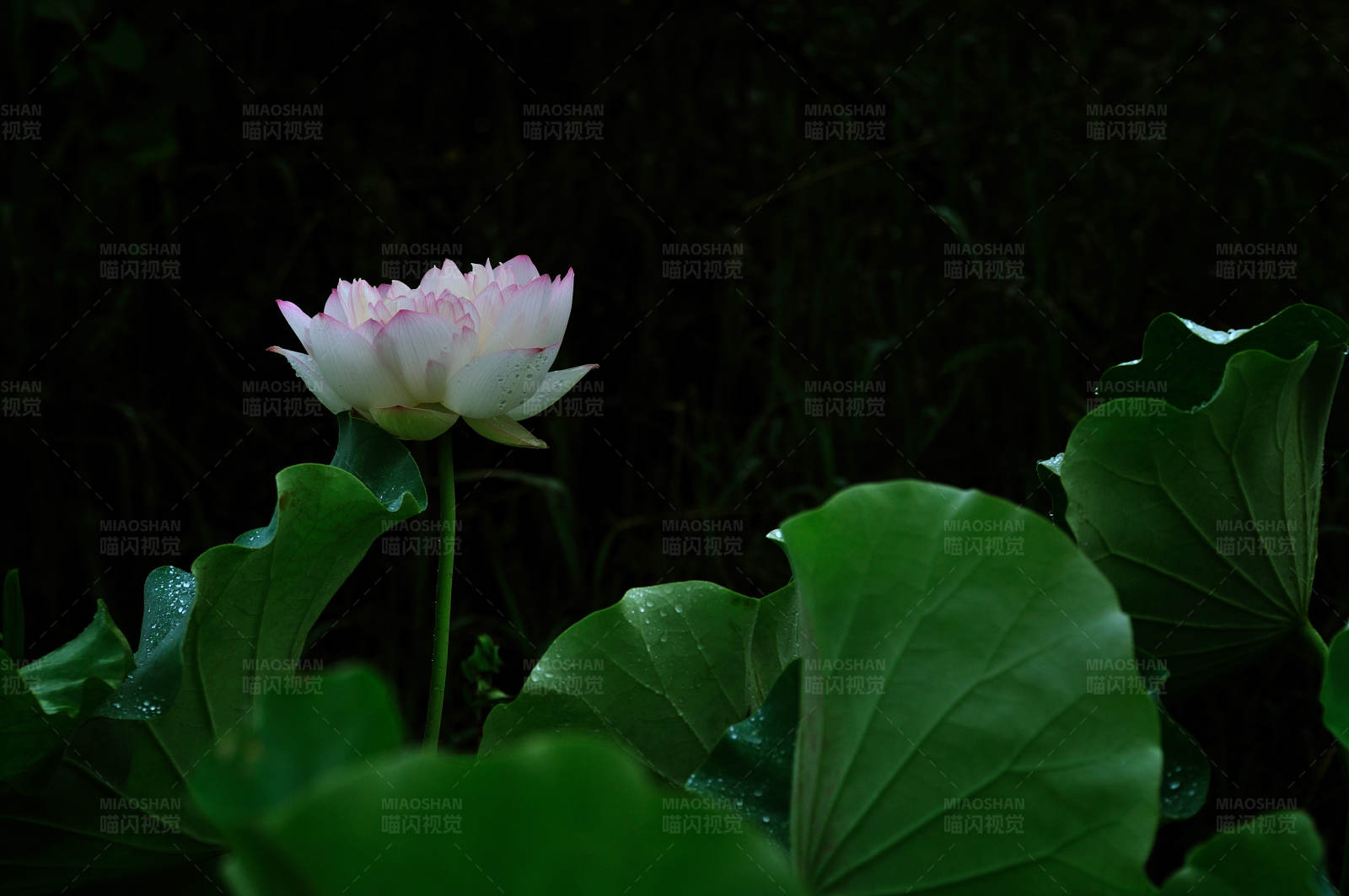 暗夜中的莲花图片