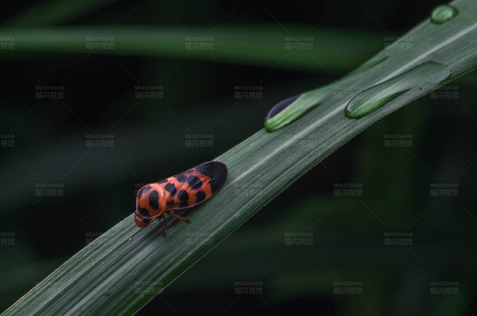 橙黑相间的小虫图片