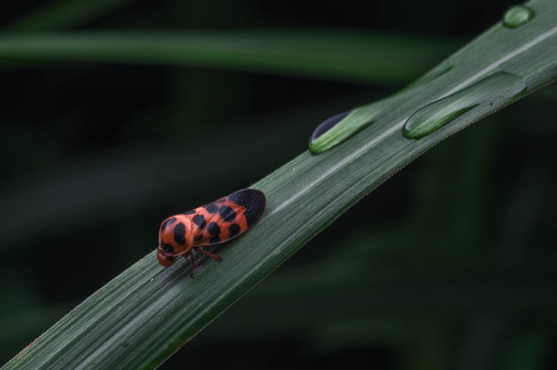 橙黑相间的小虫图片