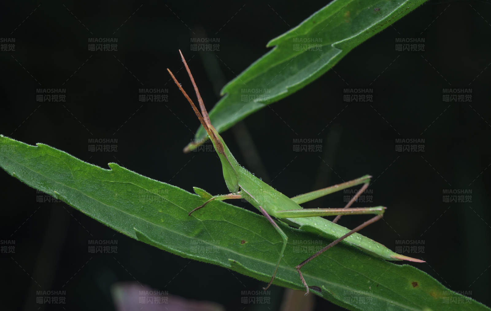 绿叶上的长角蚱蜢图片