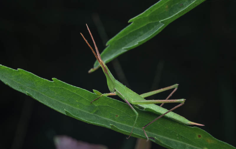 绿叶上的长角蚱蜢图片