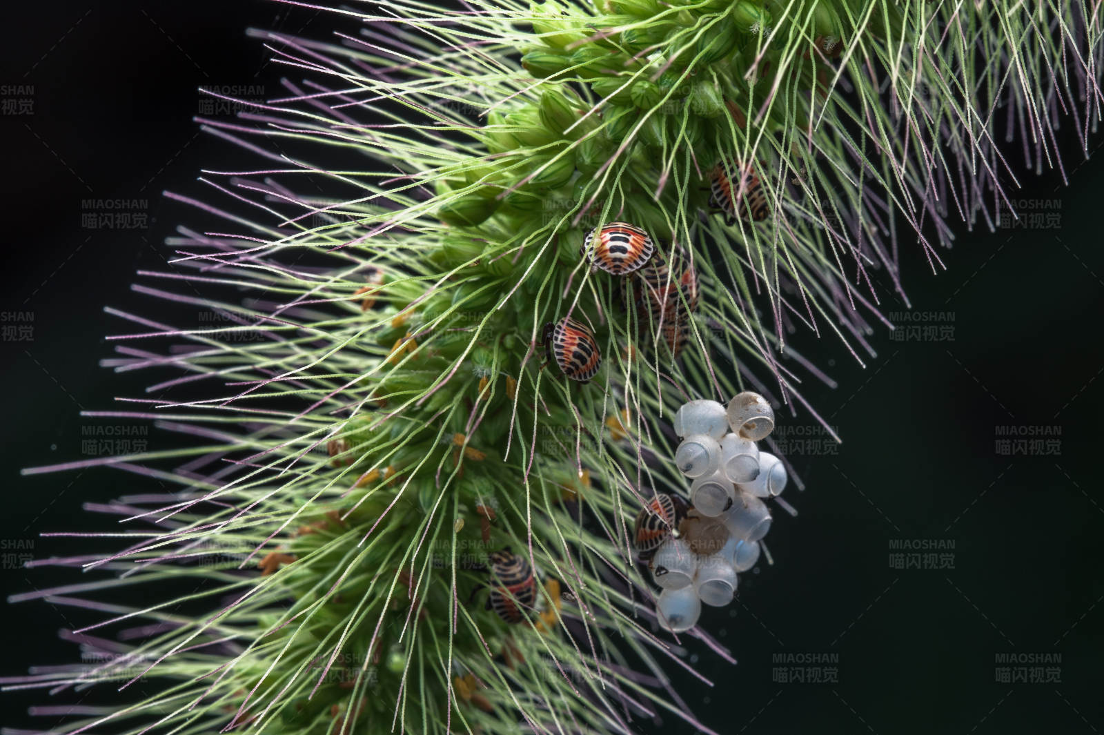 虫卵与甲虫共存图片