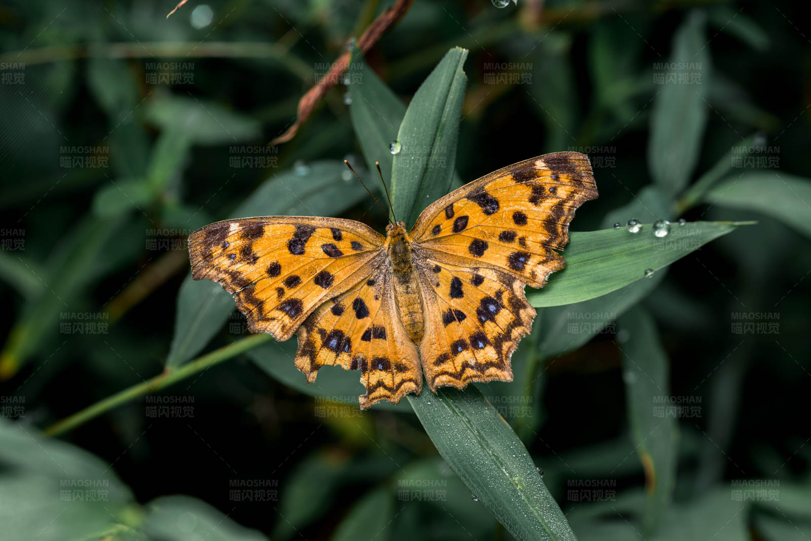 橙黑蝴蝶栖息叶上图片