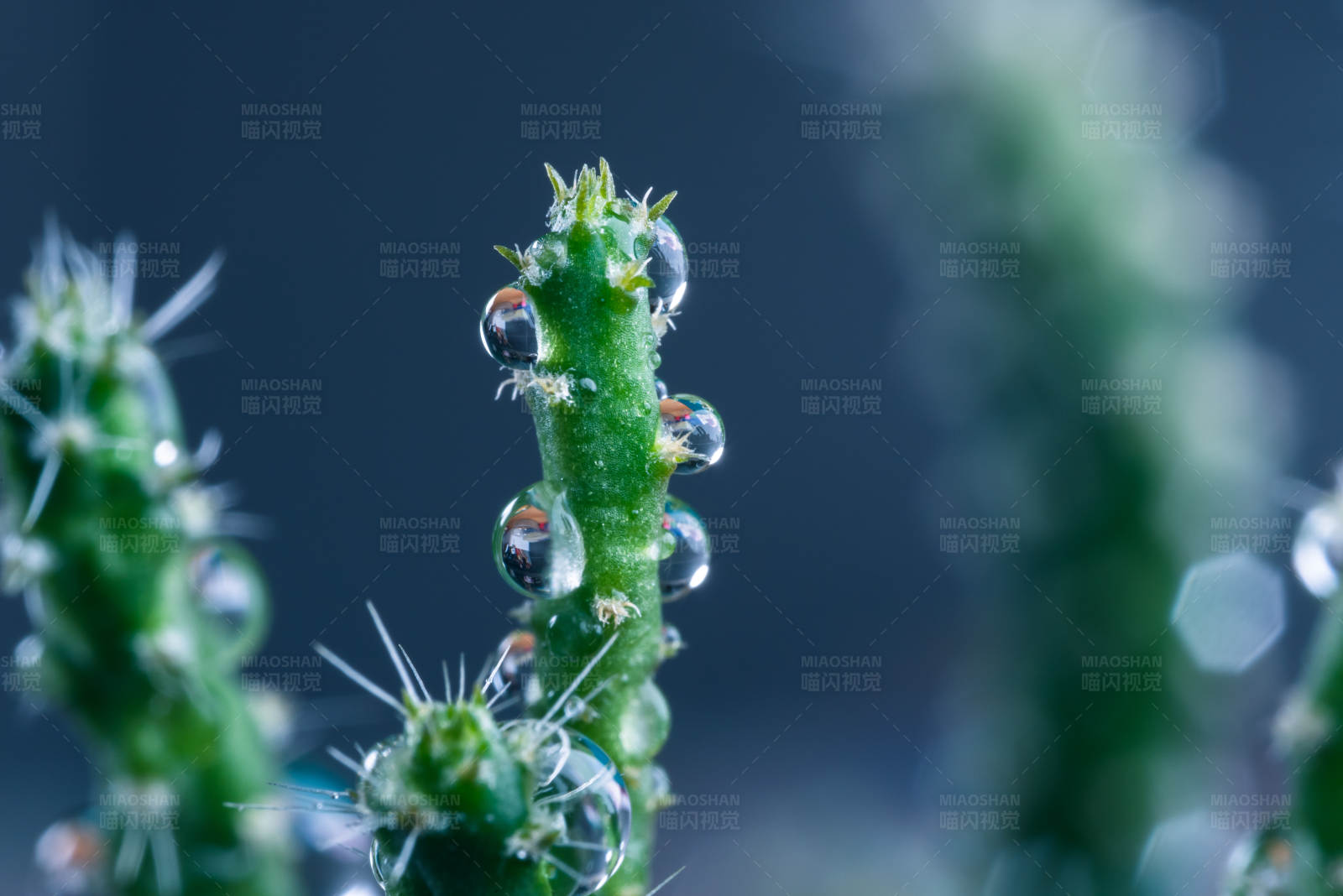 仙人掌上的露珠图片