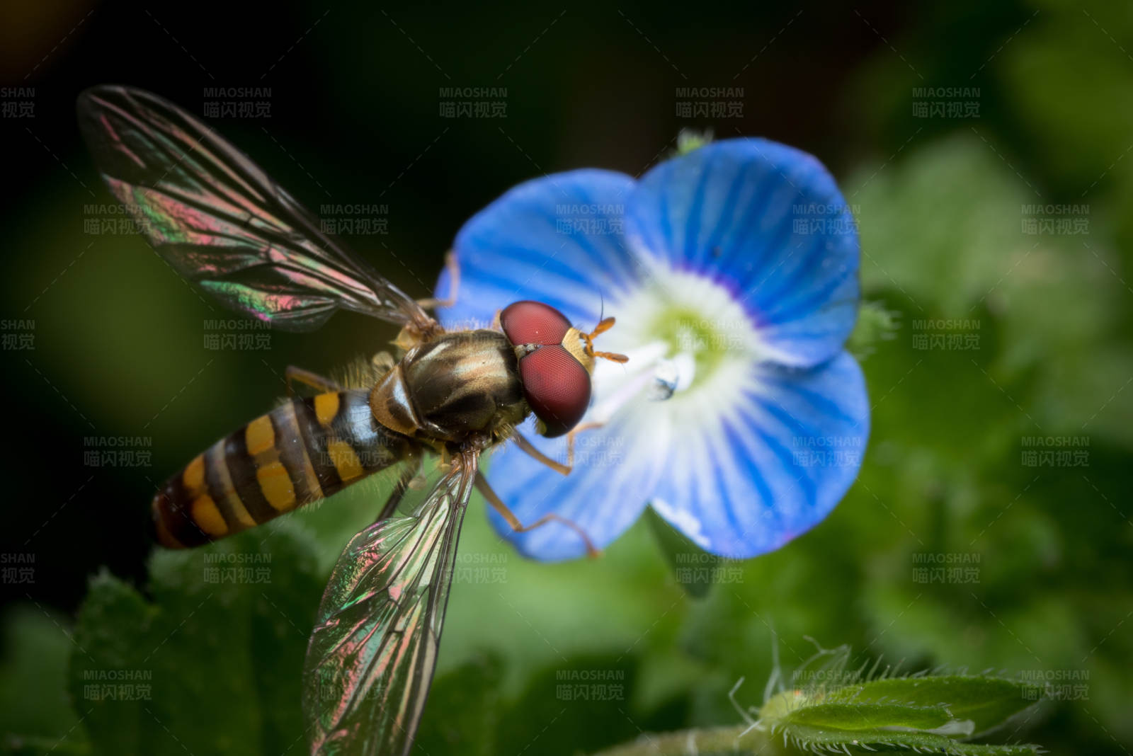 蜜蜂与蓝色花朵的邂逅图片
