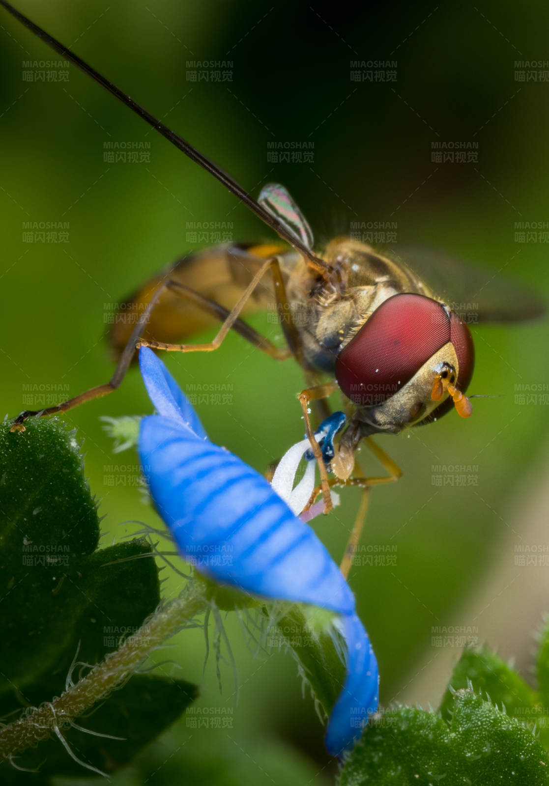 蜜蜂采蜜瞬间图片