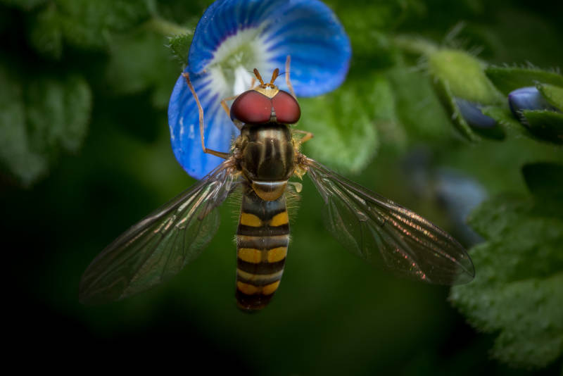 悬停在蓝色花朵上的食蚜蝇图片