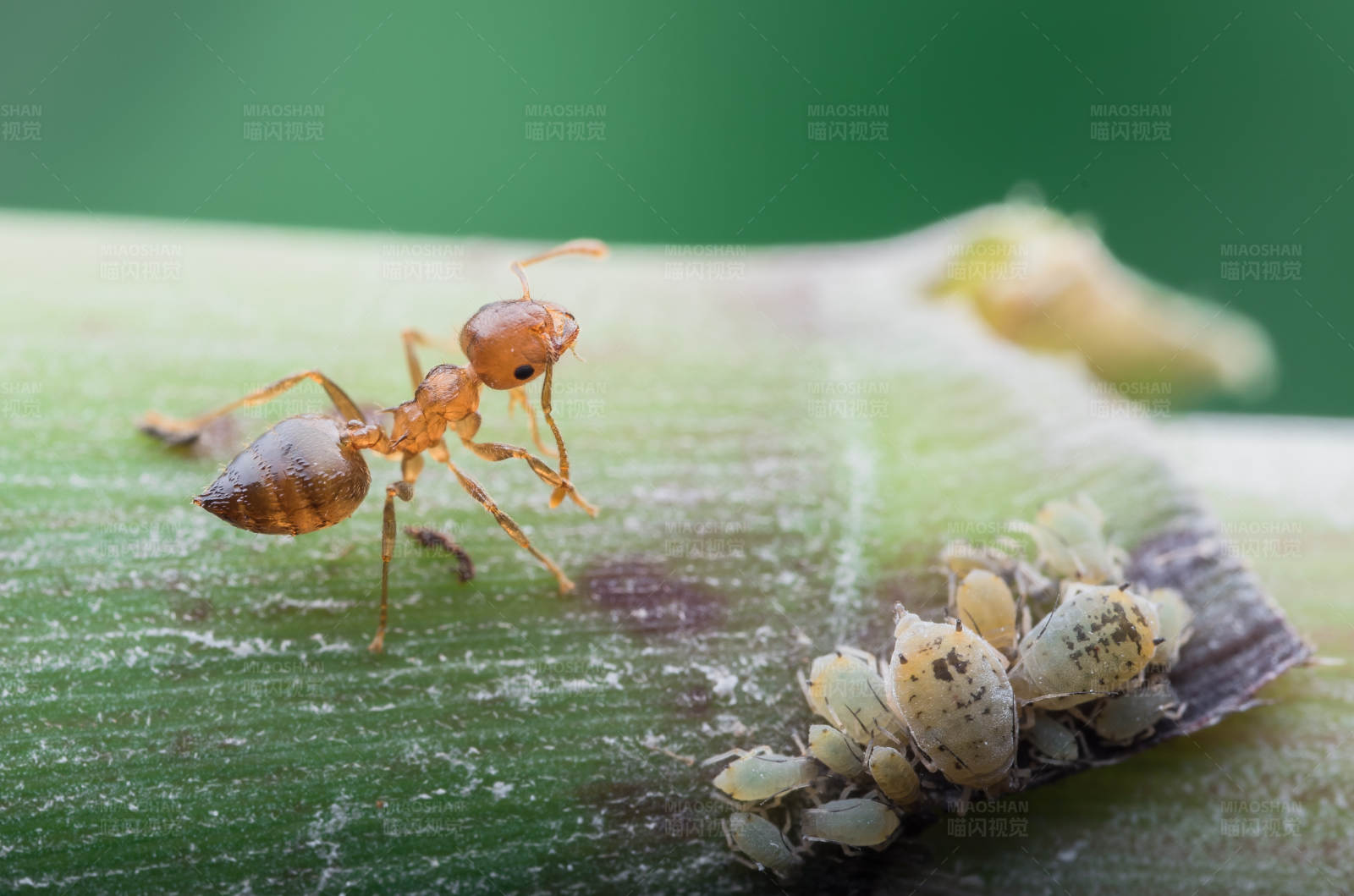 蚂蚁与蚜虫的共生关系图片