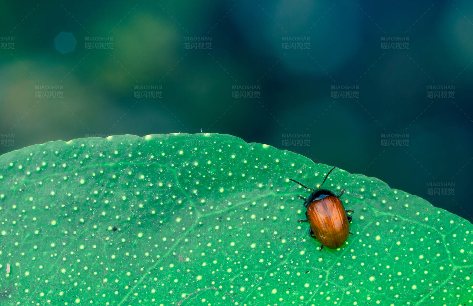 甲虫栖息于斑点绿叶图片