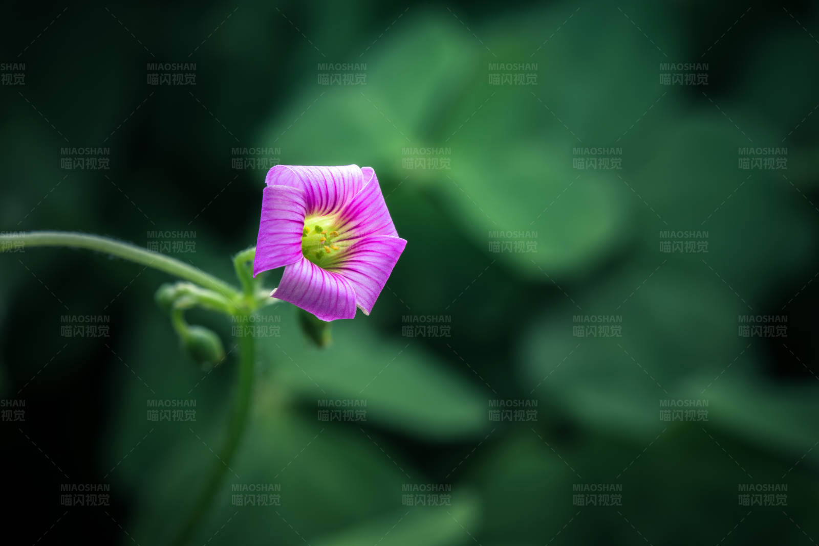 紫色花朵的特写图片