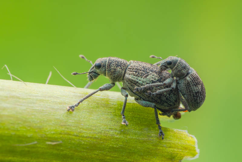 叶上昆虫特写图片