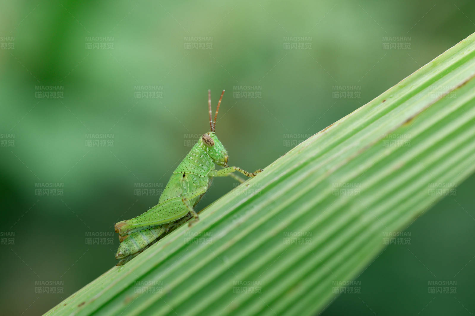 绿叶上的小蚱蜢图片