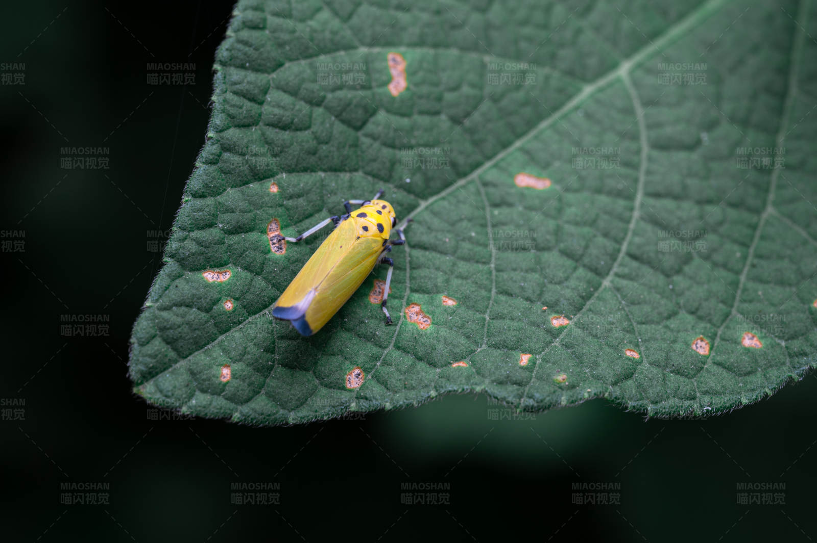 黄斑叶蝉栖息记图片