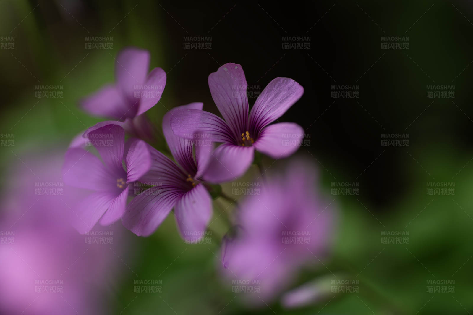 紫色花朵的特写图片