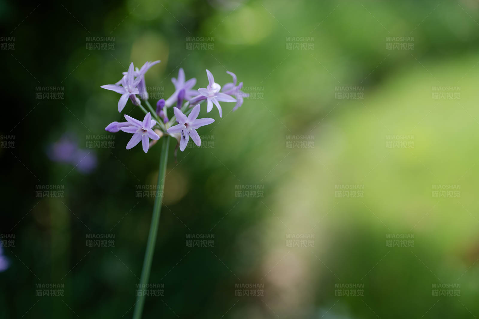 紫色花朵特写图片