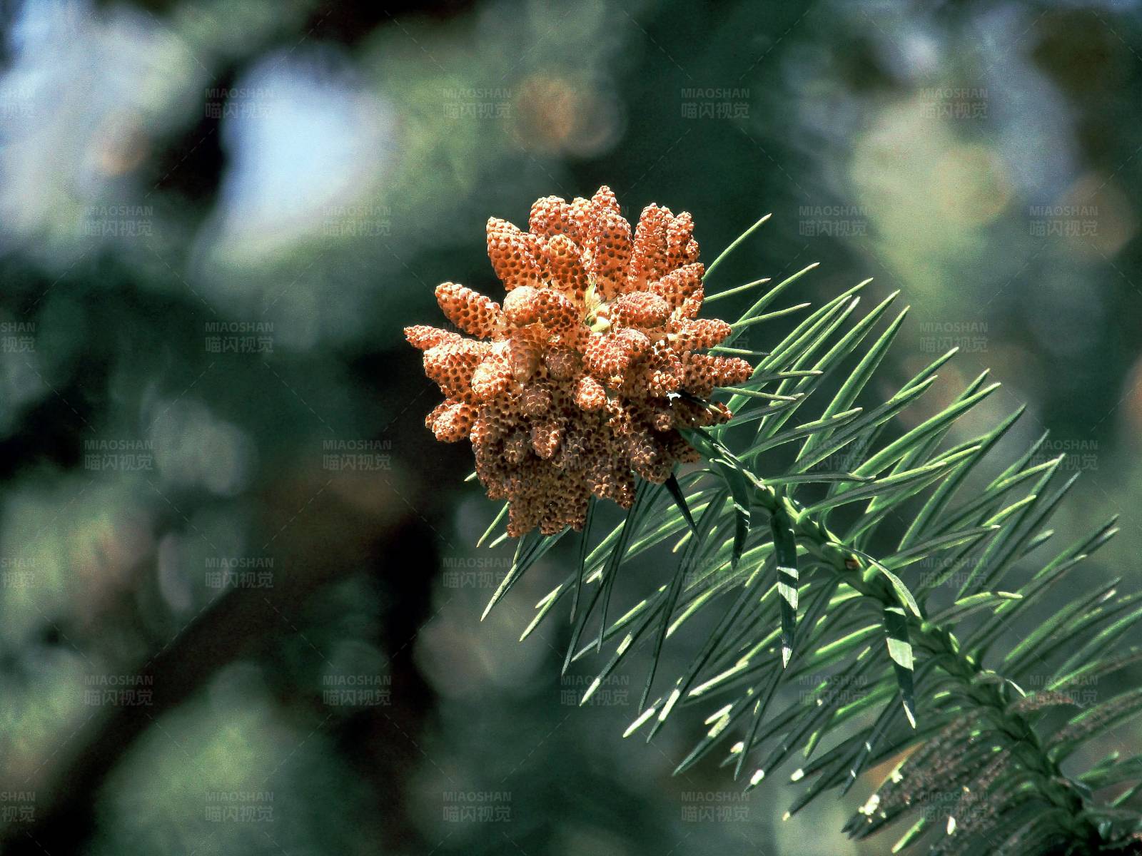 松树枝上的松果图片