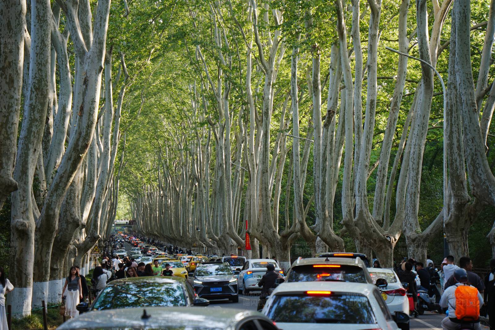 梧桐树林荫大道上的车流图片