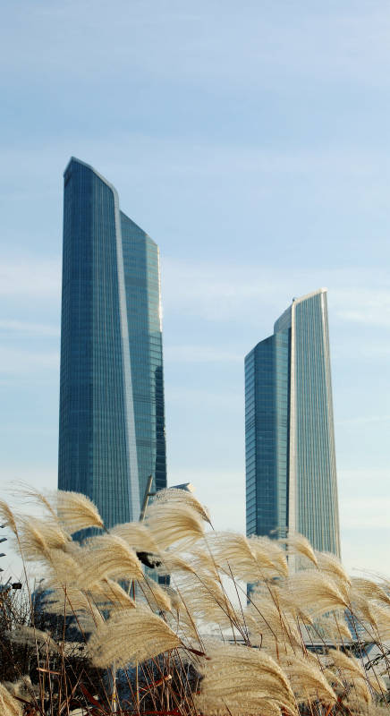 南京保利大剧院与芦苇图片