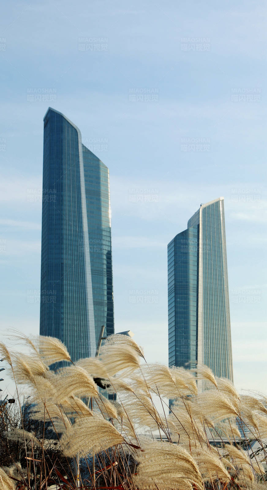 南京保利大剧院与芦苇图片