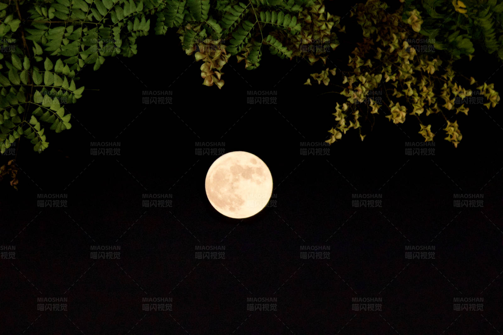 满月与树叶图片