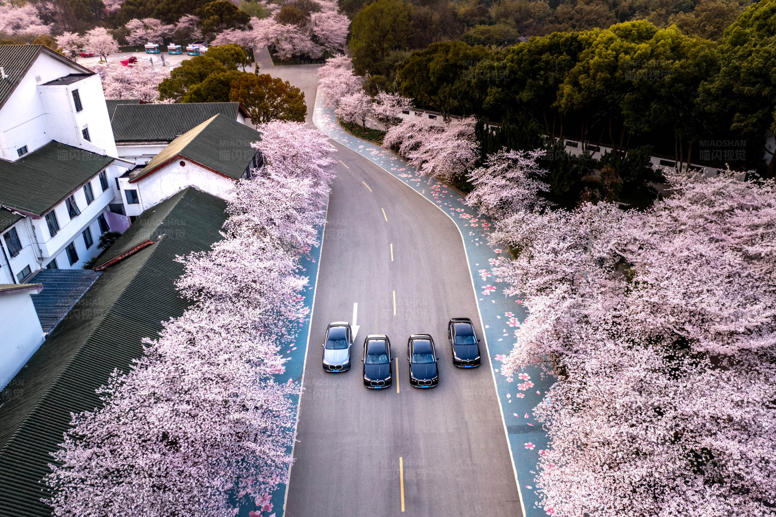 樱花大道上的车队图片