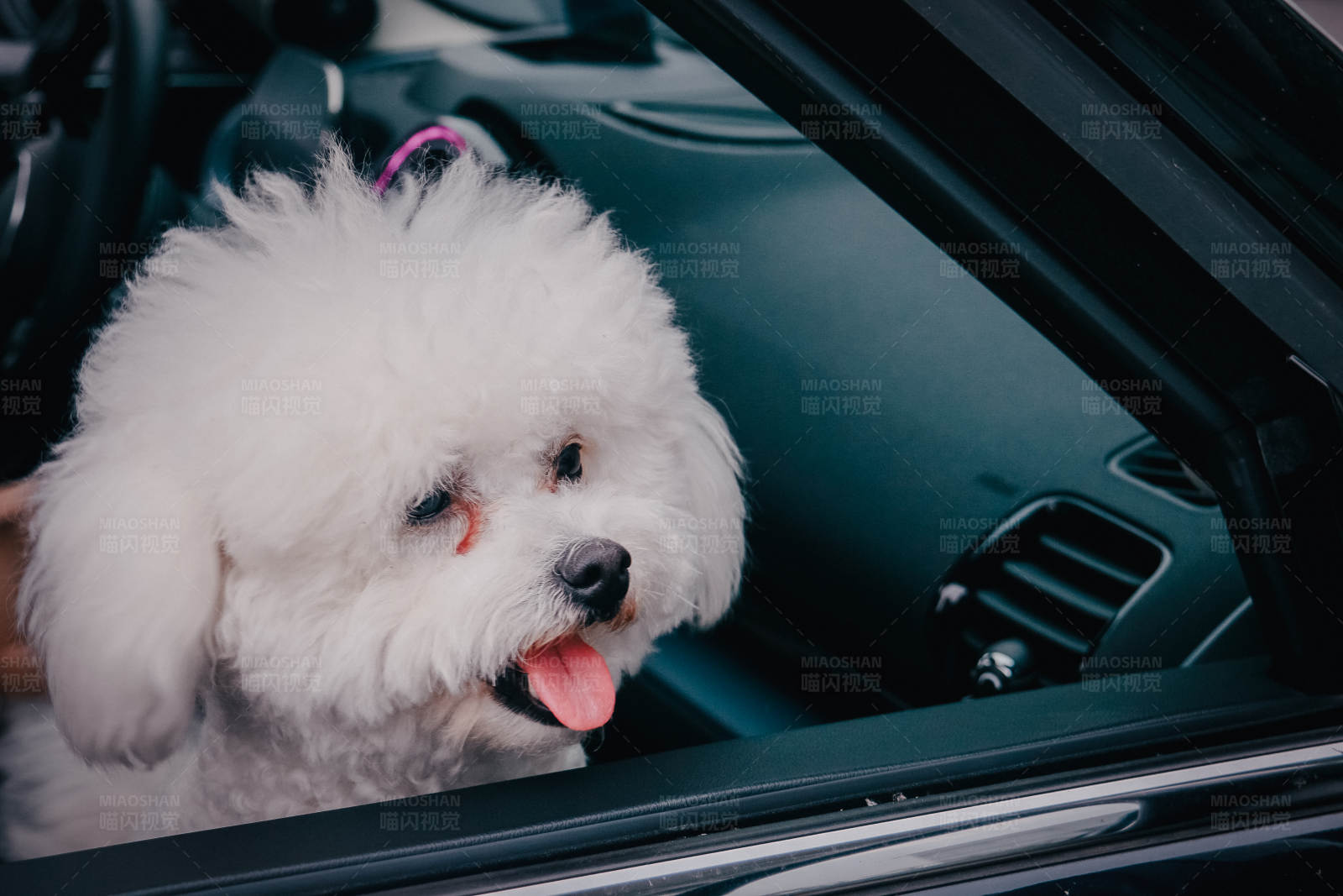 小狗开车窗透气图片