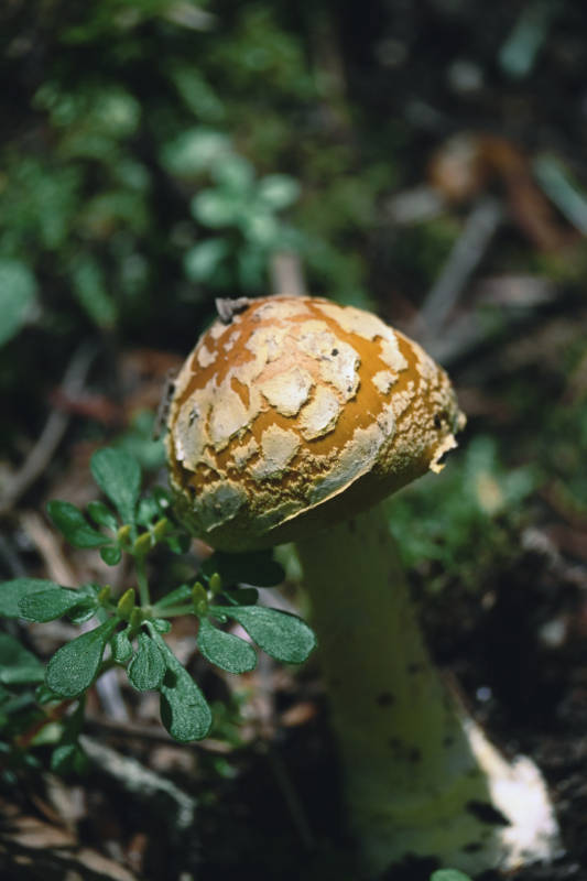 森林中的蘑菇图片