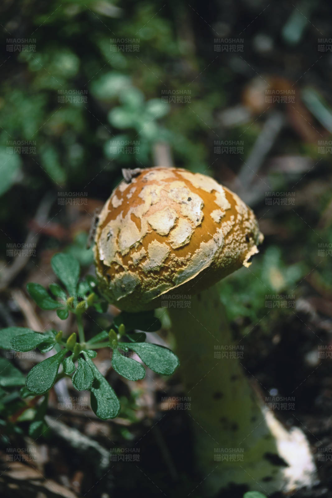 森林中的蘑菇图片
