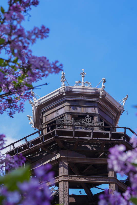 紫花映衬古塔图片