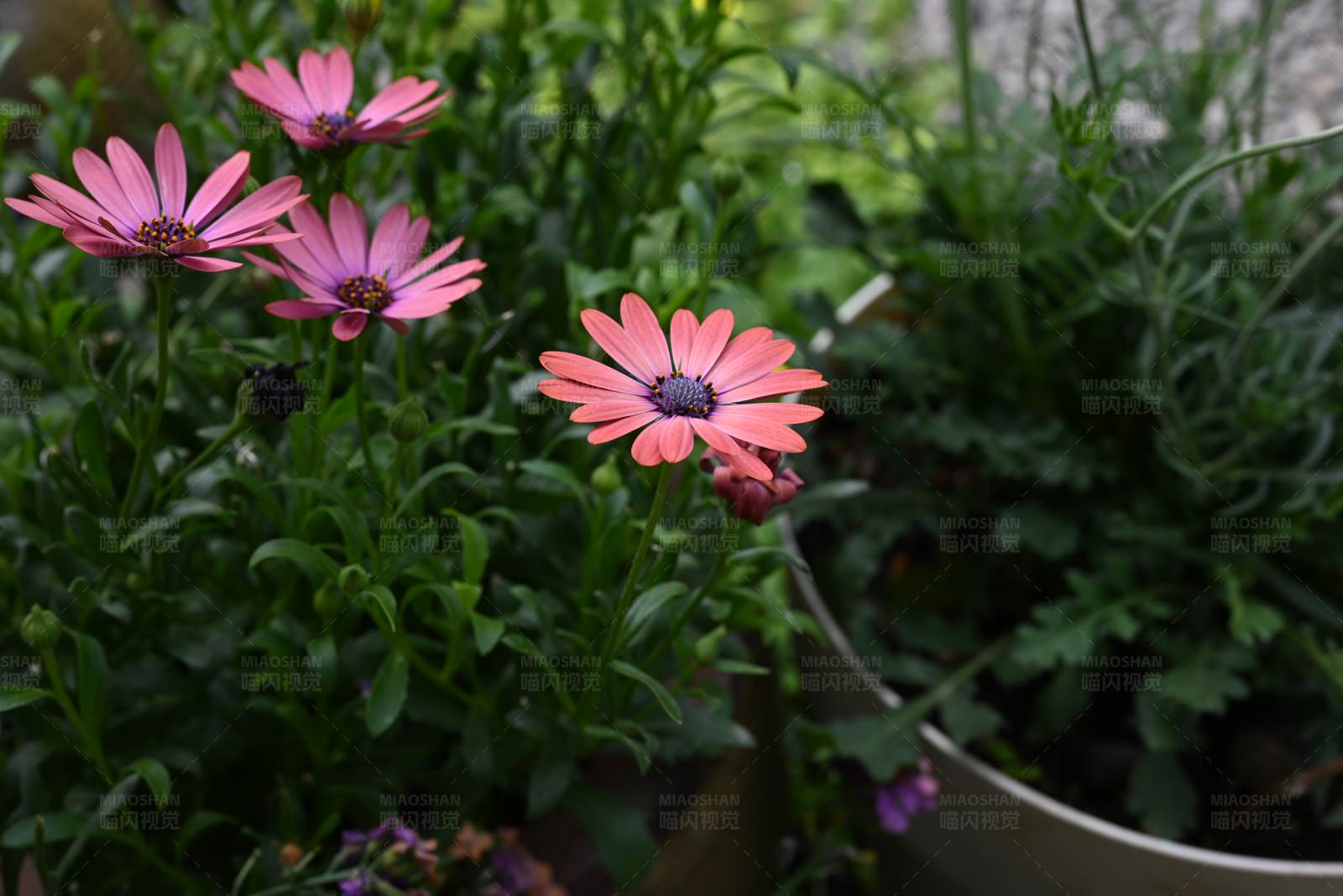 粉色雏菊花园图片