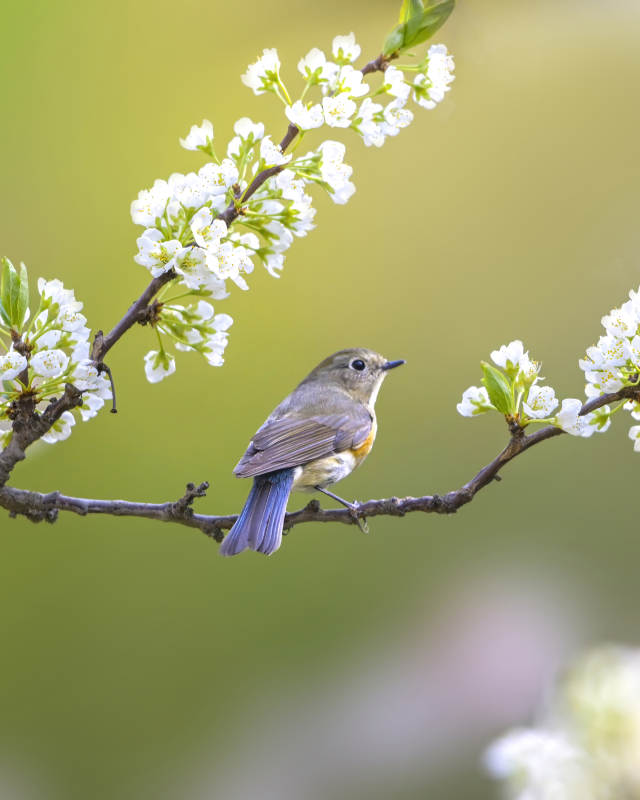 春日花间小鸟图片