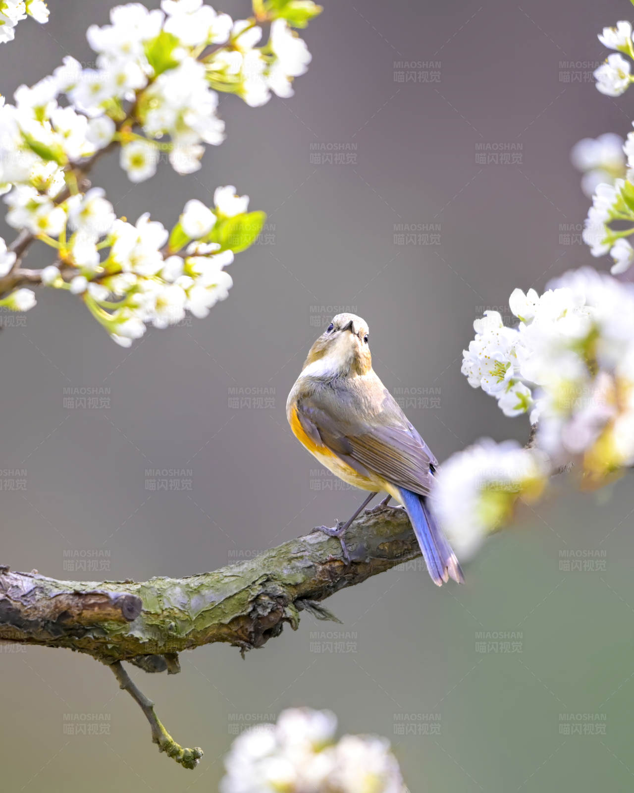 春日枝头的小鸟图片