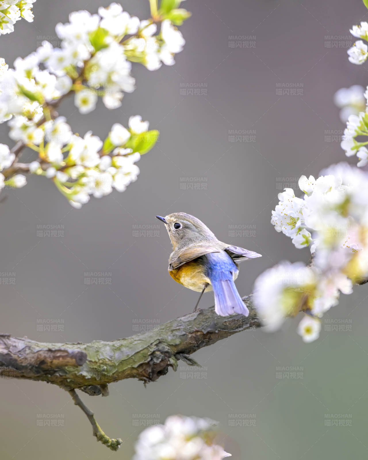春日花间小鸟图片