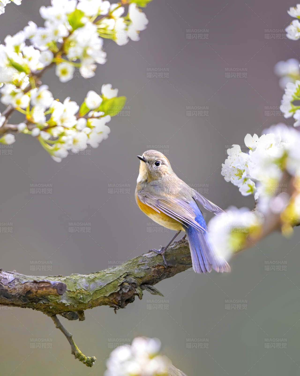 春日花间的小鸟图片