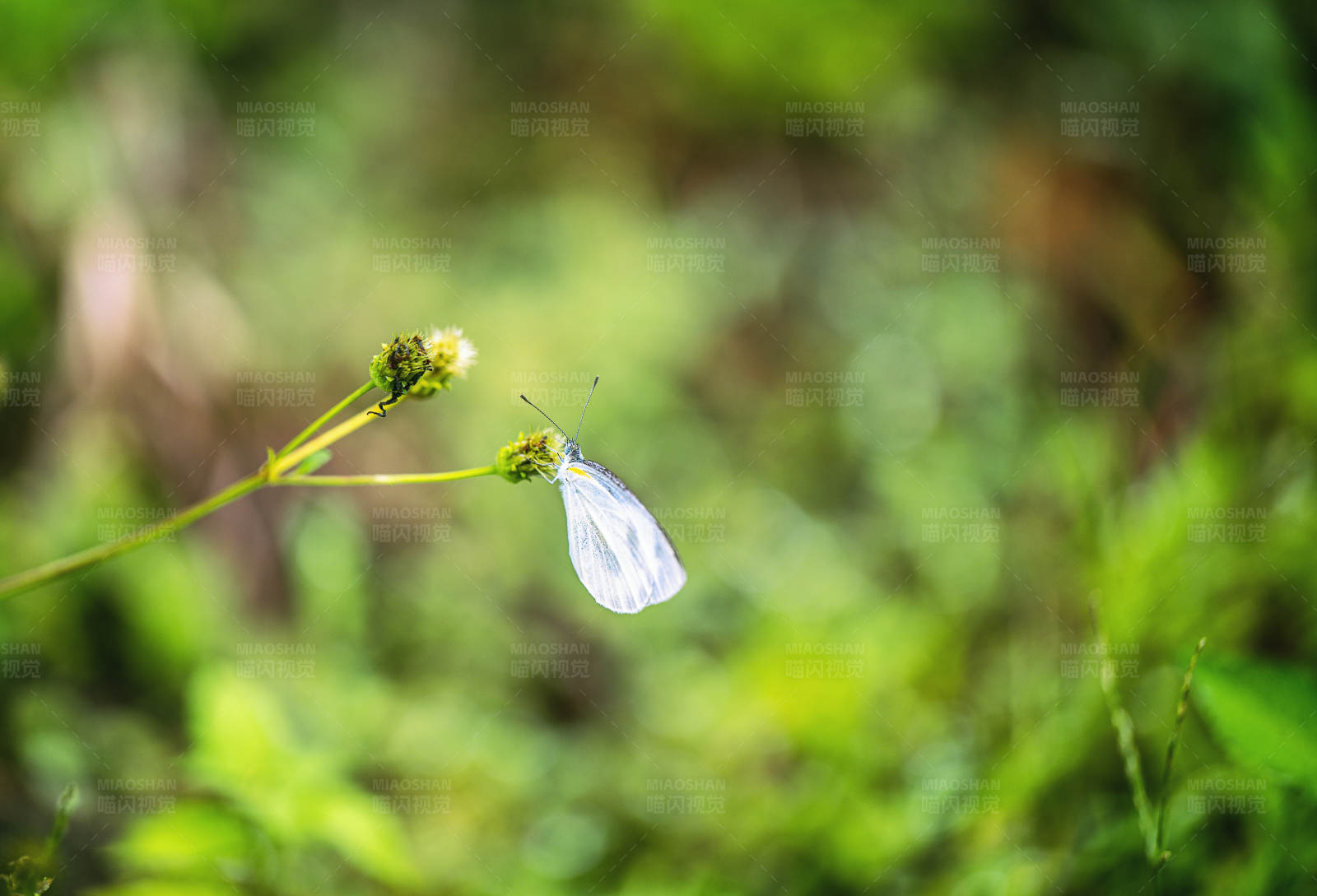 蝴蝶栖息在花上图片