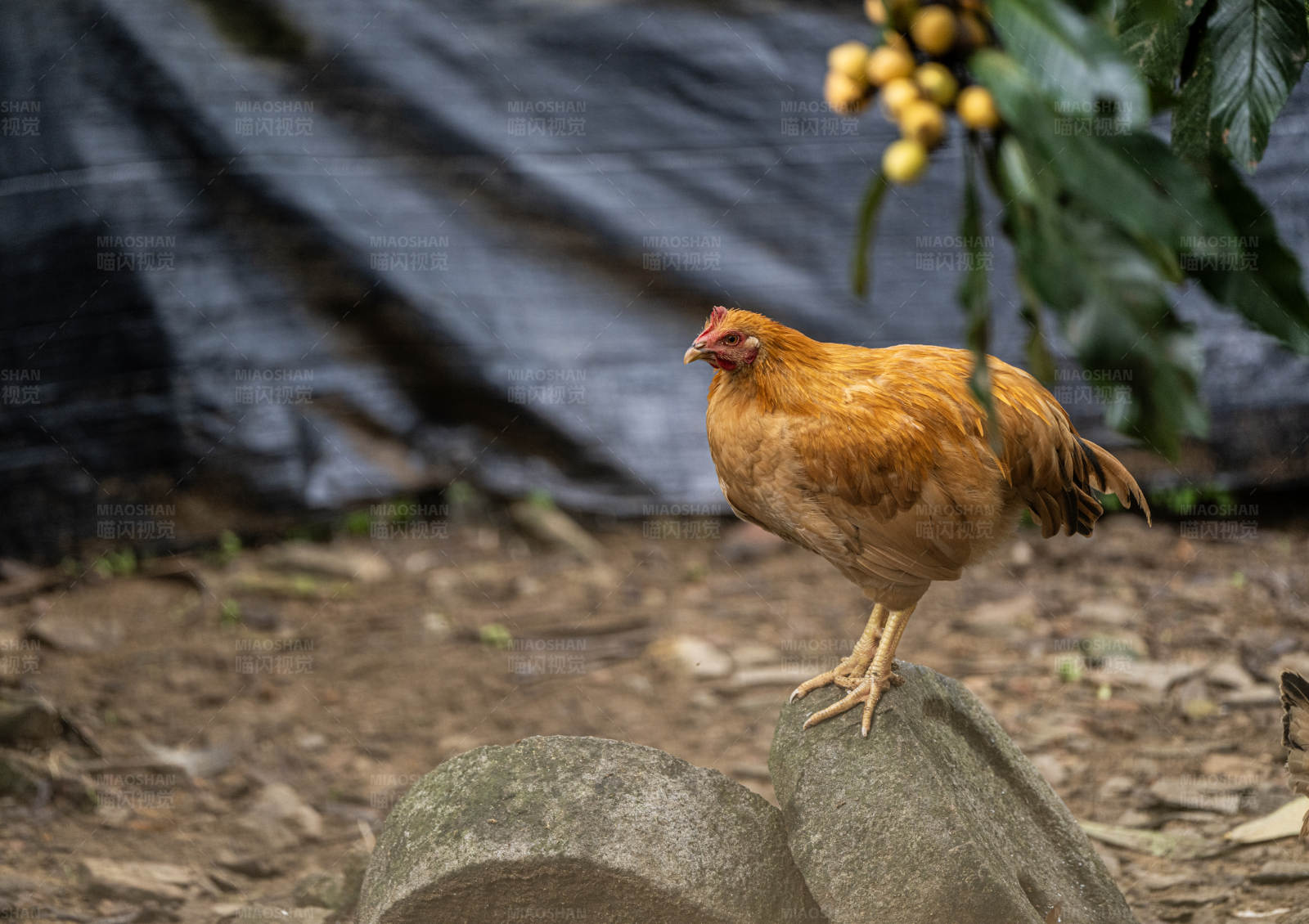 鸡站在石头上图片