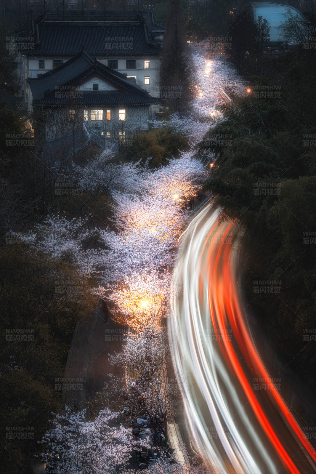 夜樱与车流图片