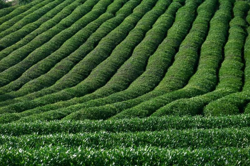 绿茶田的整齐行列图片